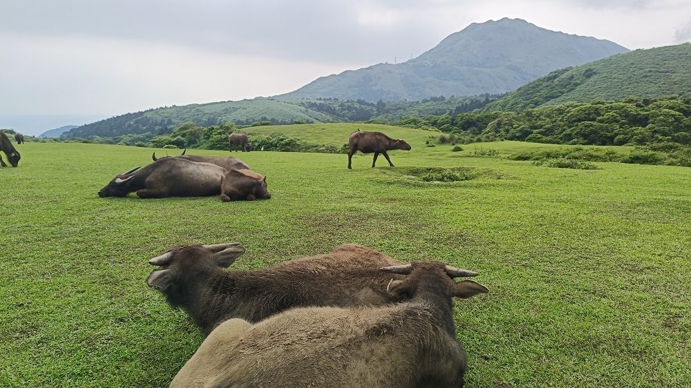 放牧された牛と壮大な山々の景色の写真