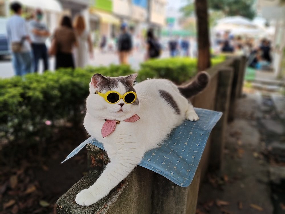 黄色のサングラスをかけた白い猫の写真