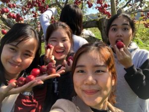 Akita International University students apple picking