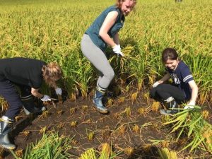 Akita International University exchange students rice harvest