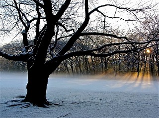 snow-mist-morning