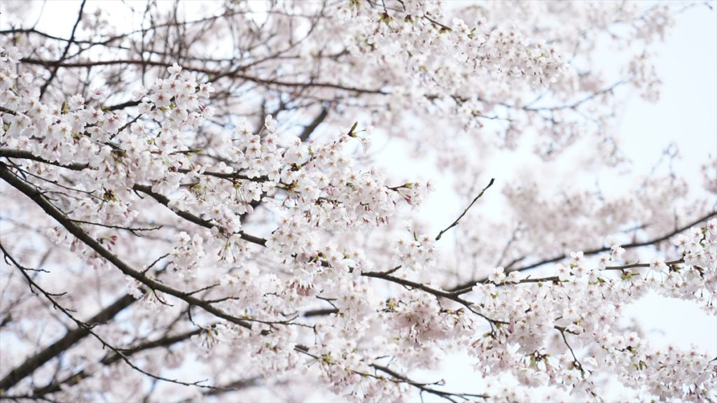 咲き誇る桜