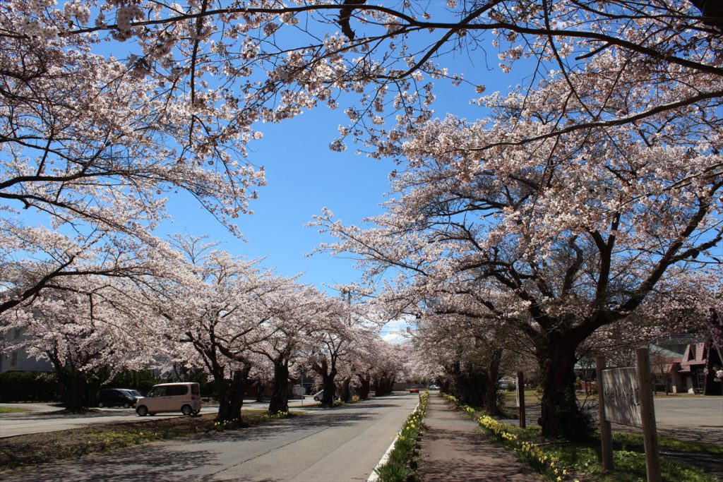 道路に沿って続く満開の桜並木