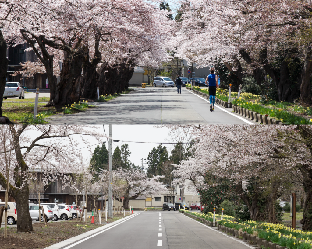 桜並木の新旧比較写真。最新の写真では、伐採された部分の空が目立つ。
