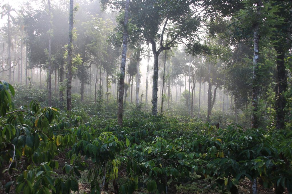 Picture of coffee plantation