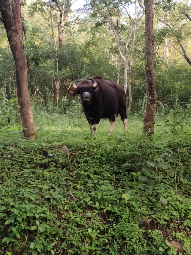 Picture of a wild Indian Bison
