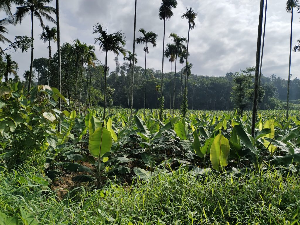 Picture of banana plantations