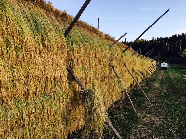 rice plants hung for drying