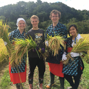 Traditional rice harvest in Akita